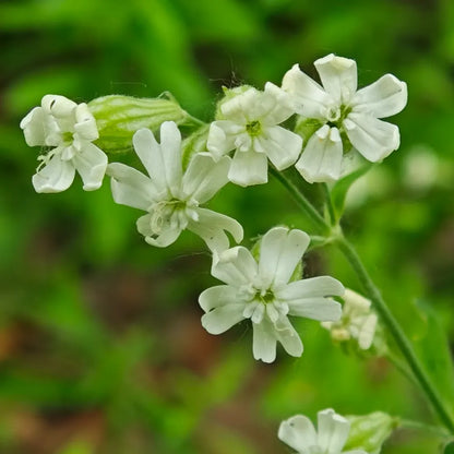 Rock Catchfly Seeds