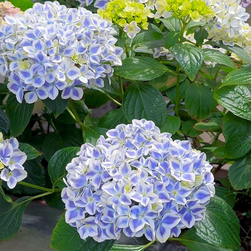 Hydrangeas Seeds