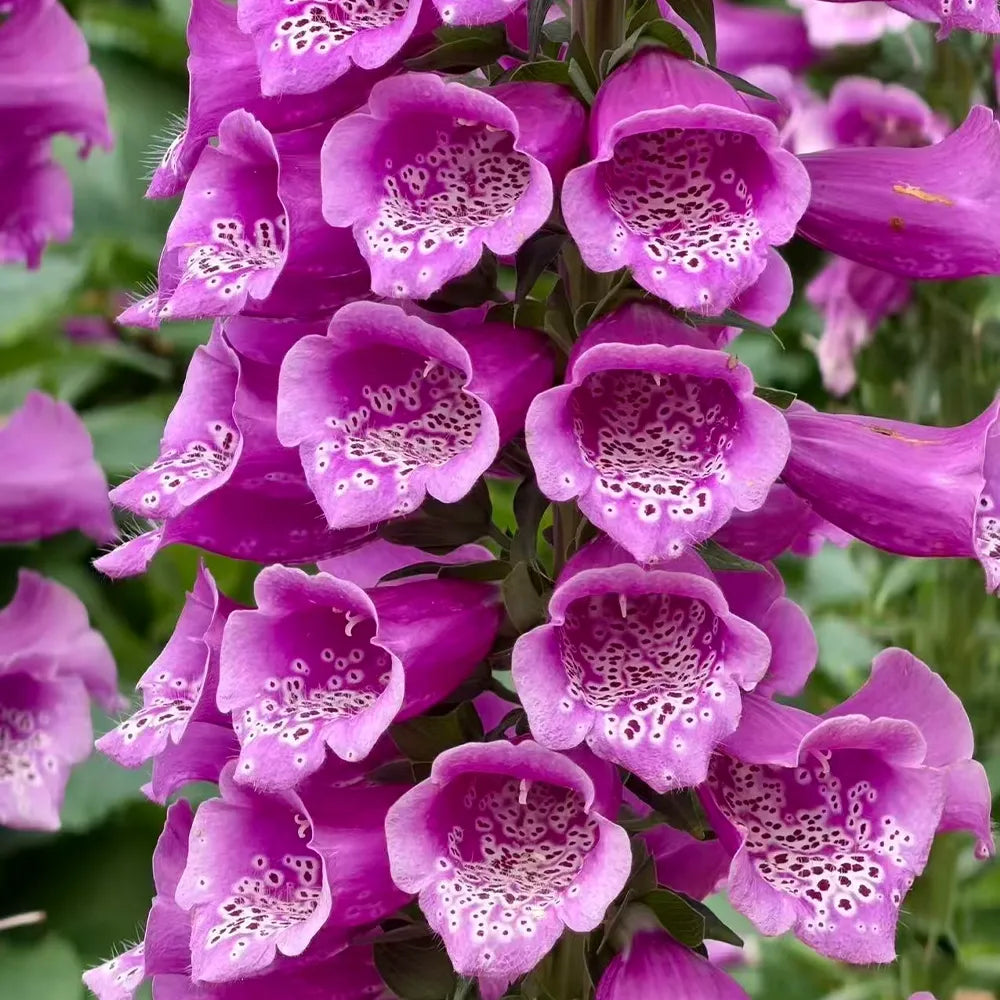 Foxglove Seeds