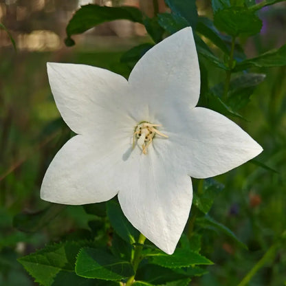 White Platycodon Seeds