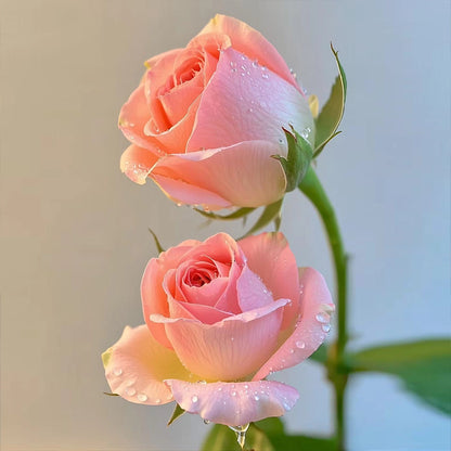 Princess Diana Rose Seeds