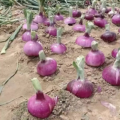 Onion Seeds