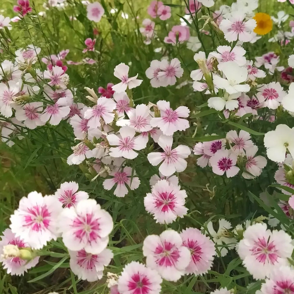 Dianthus ‘Rainbow Mix’ Seeds