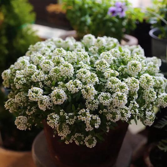 Alyssum  Seeds