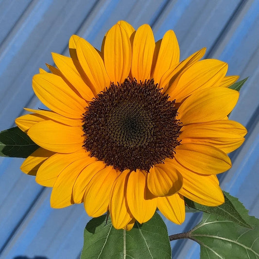 Vincent's Fresh Orange Sunflower Seeds