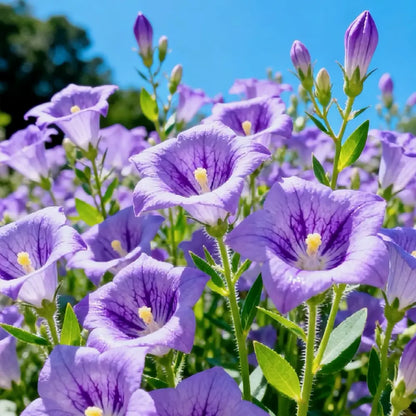 Light Purple Platycodon Seeds