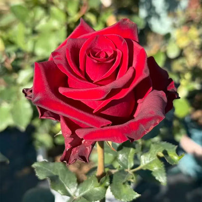 Legend Rose Seeds