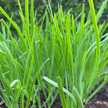 Chives Seeds
