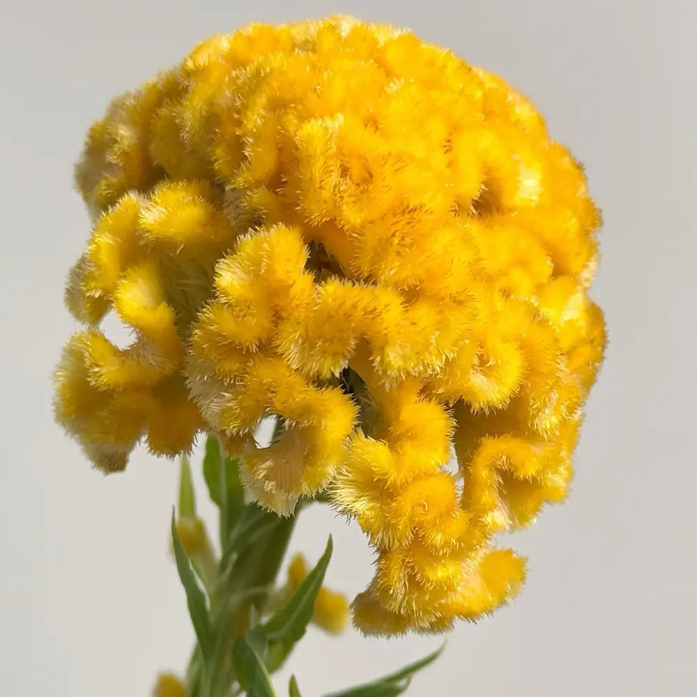 Yellow Cockscomb Seeds