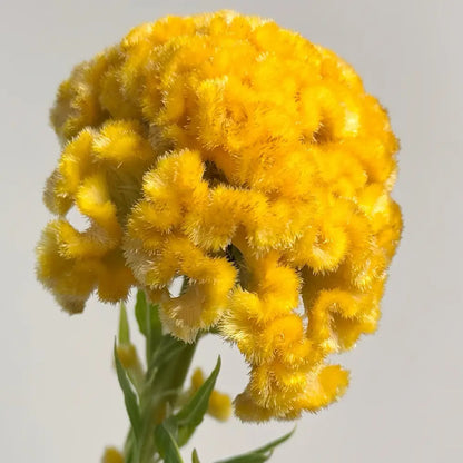 Yellow Cockscomb Seeds