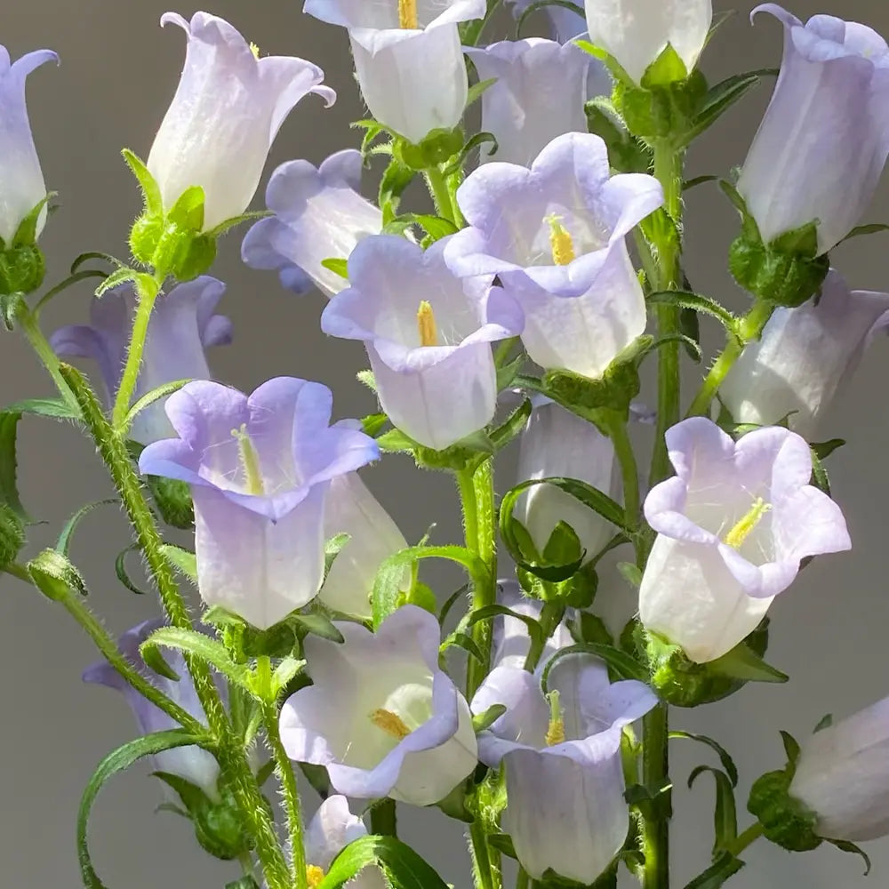 Campanula (Cup-and-Saucer Bellflower) Seeds