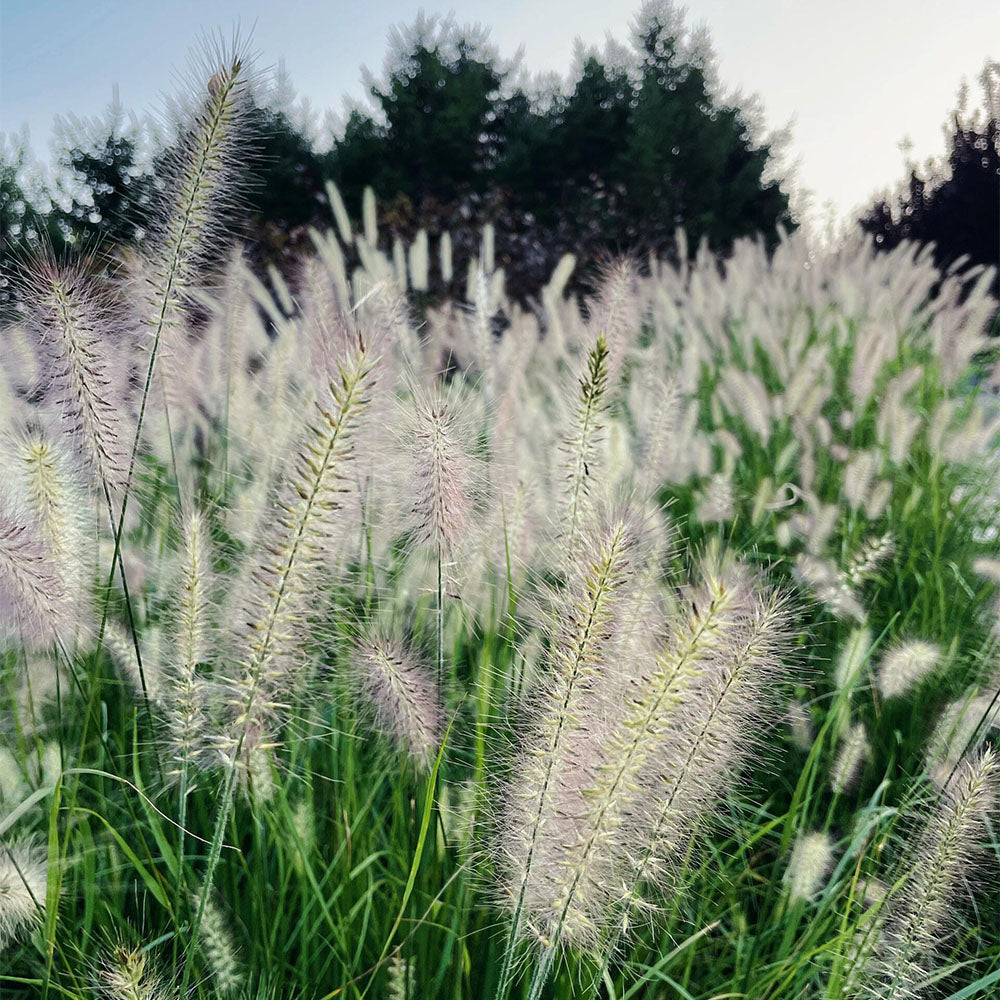 Pennisetum Seeds