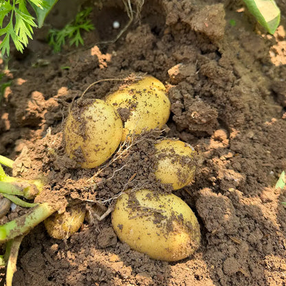 Potatoe Seeds