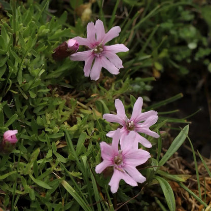 Cushion Catchfly Seeds
