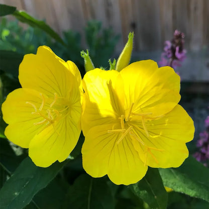 Yellow Oenothera Seeds
