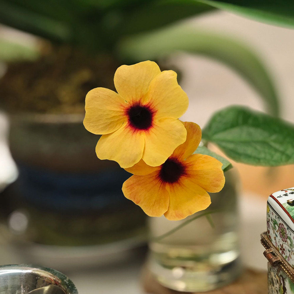 Black-Eyed Susans Seeds