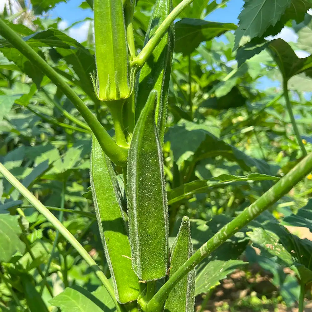 Okra Seeds