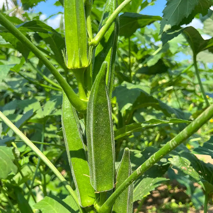 Okra Seeds