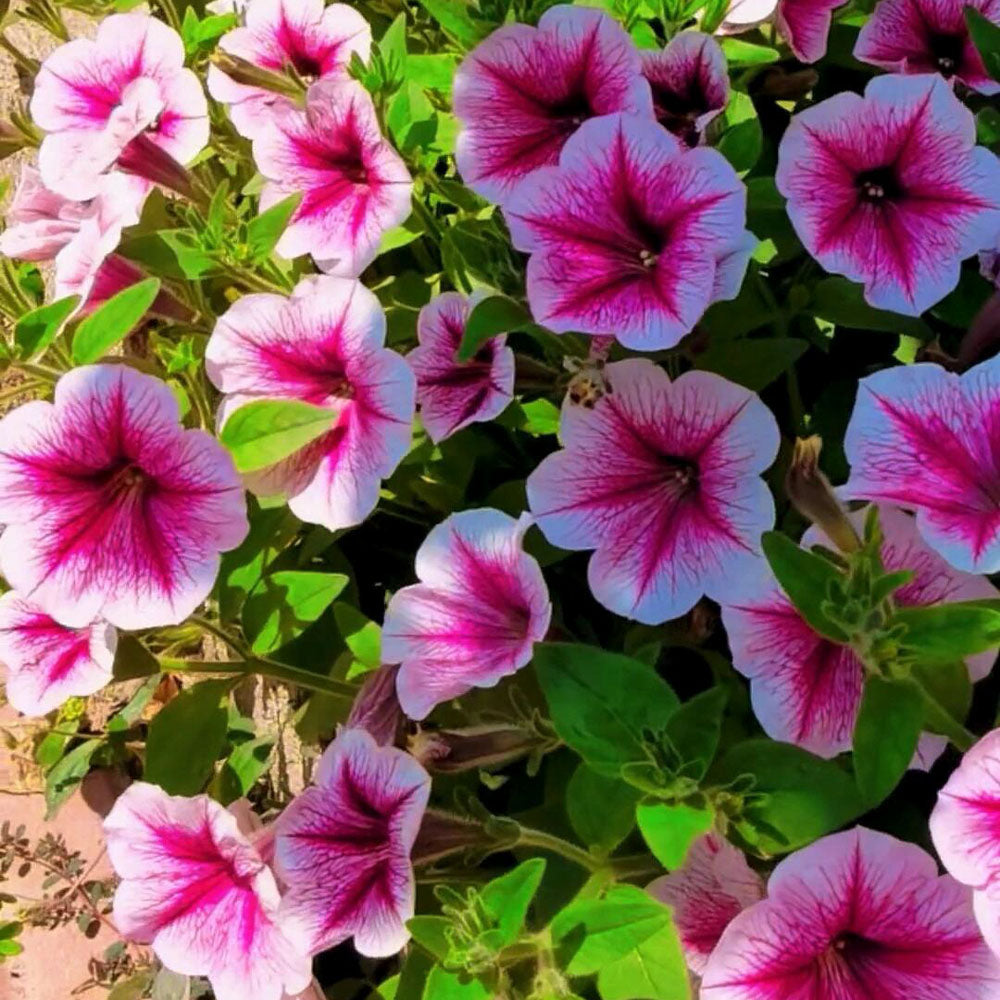Petunias Seeds