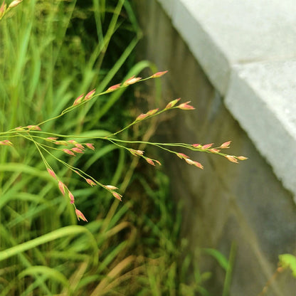 Switchgrass Seeds
