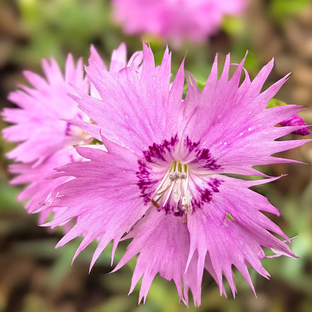 Fringed Series Dianthus Seeds