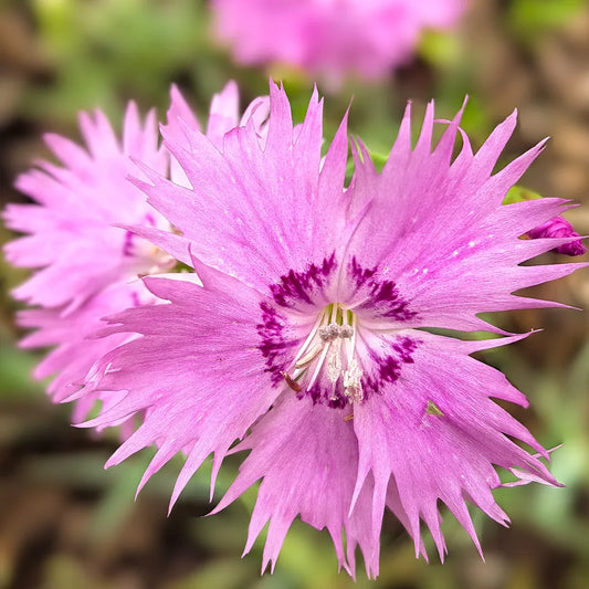 Fringed Series Dianthus Seeds