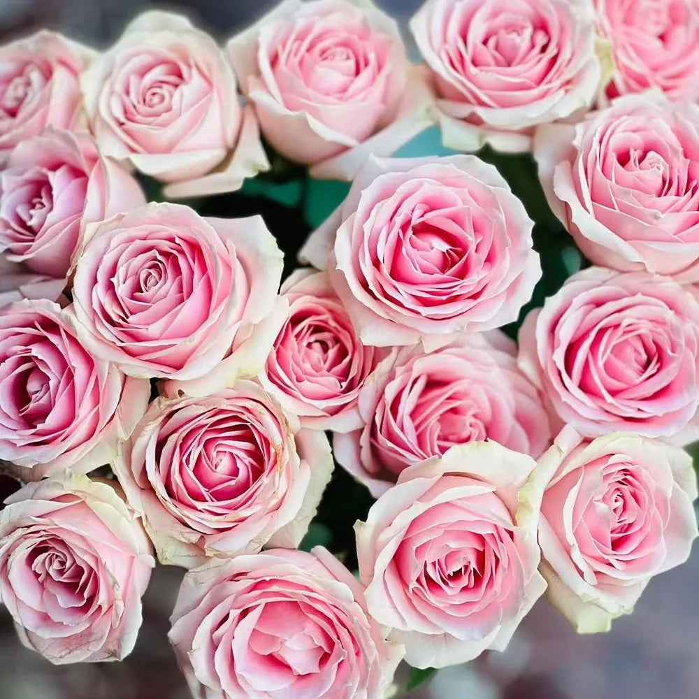 Pink Snow Mountain Rose Seeds
