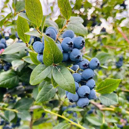 Blueberry Seeds