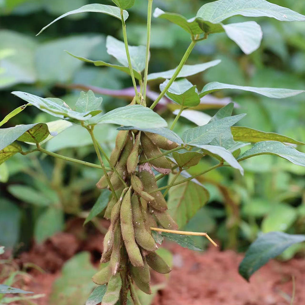 Edamame Seeds