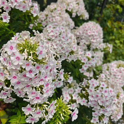 Phlox ‘Miss Holland’&nbsp; Seeds