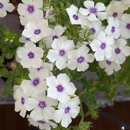 White & Purple Phlox  Seeds