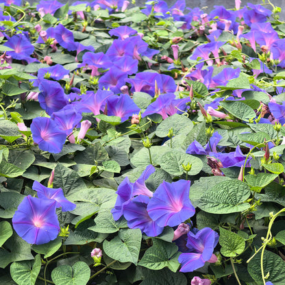 Morning Glory Seeds