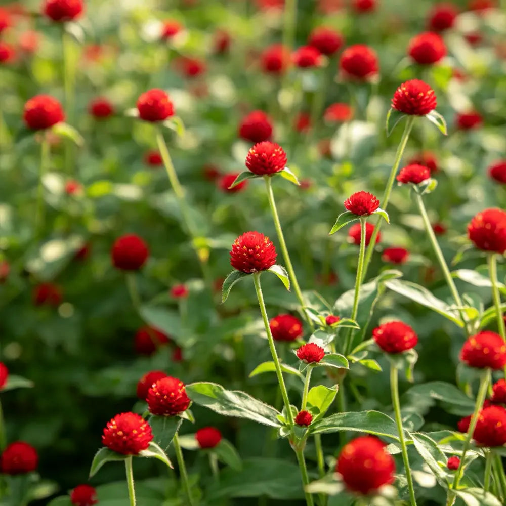 Red Gomphrena Seeds
