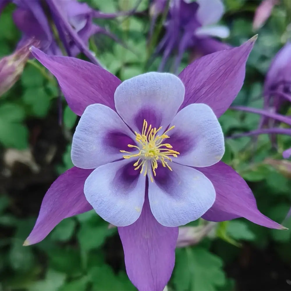 Purple & White Aquilegia Seeds