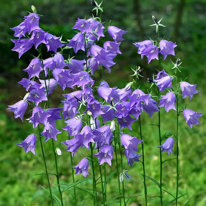 Campanula persicifolia Seeds