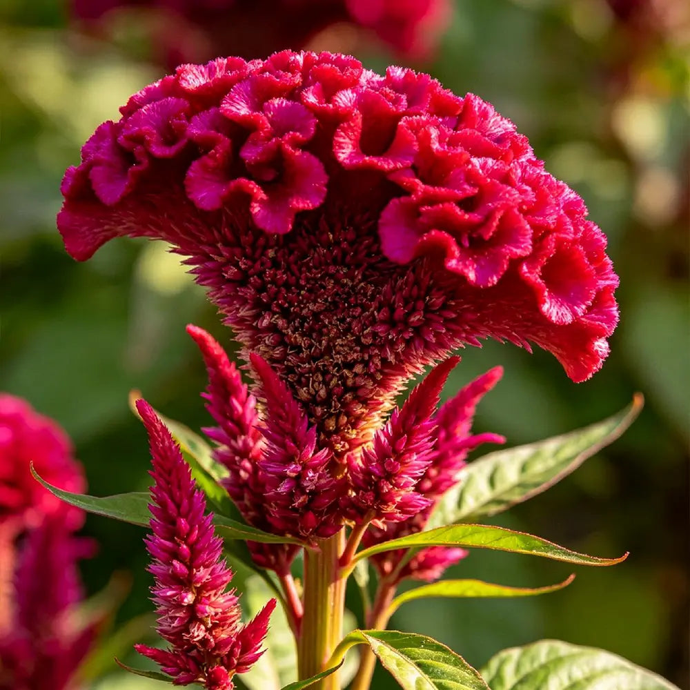 Red Cockscomb Seeds