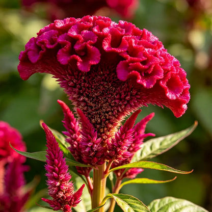 Red Cockscomb Seeds
