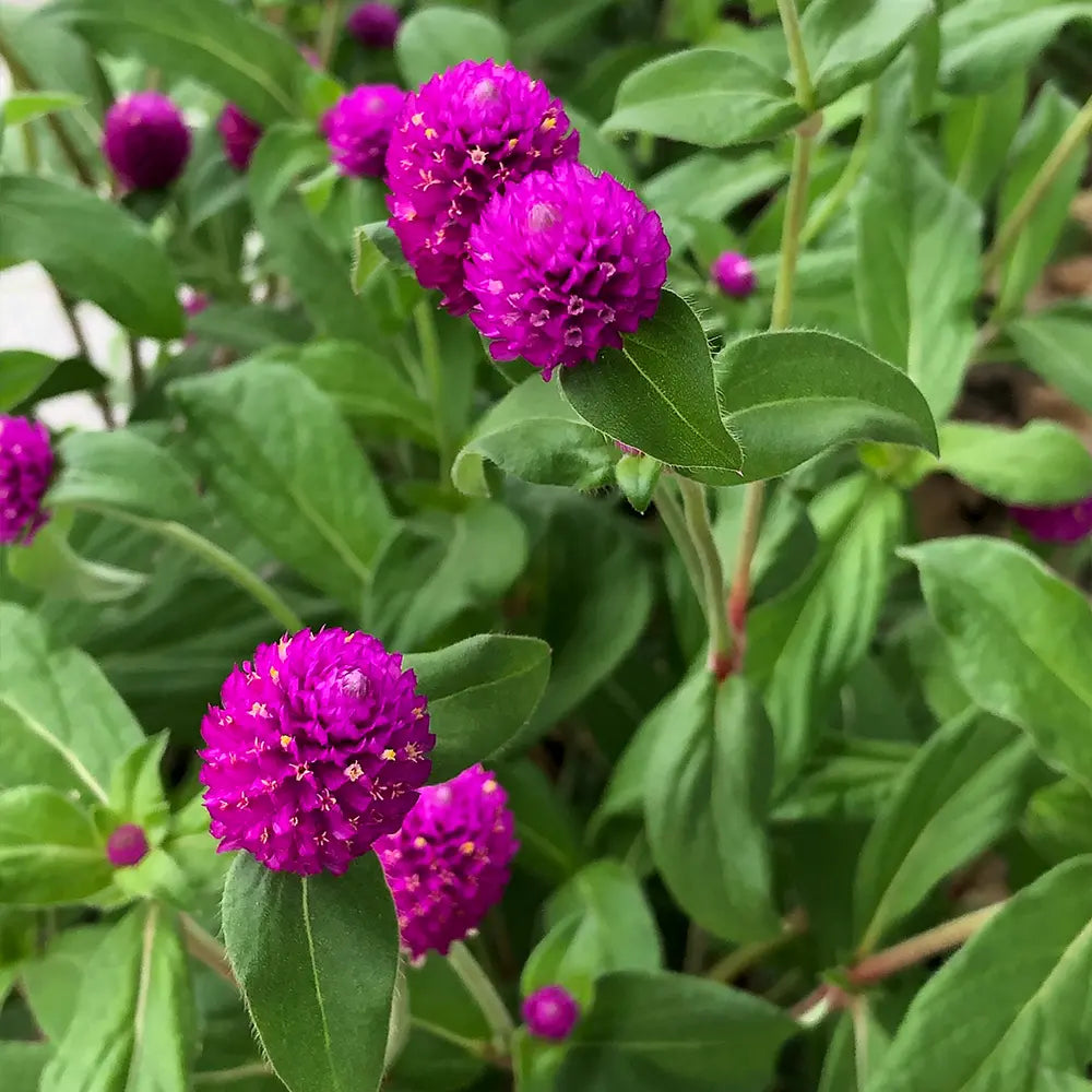 Rose Pink Gomphrena Seeds
