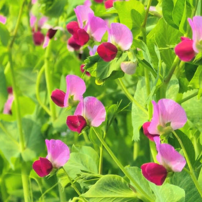 Sweet Peas Seeds