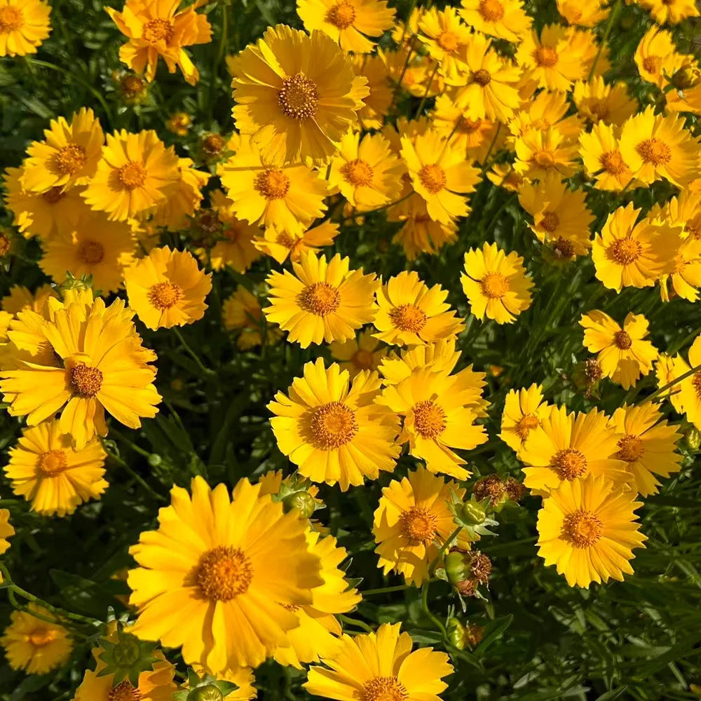 Coreopsis Seeds