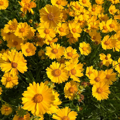 Coreopsis Seeds