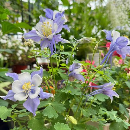 Blue & White Aquilegia Seeds