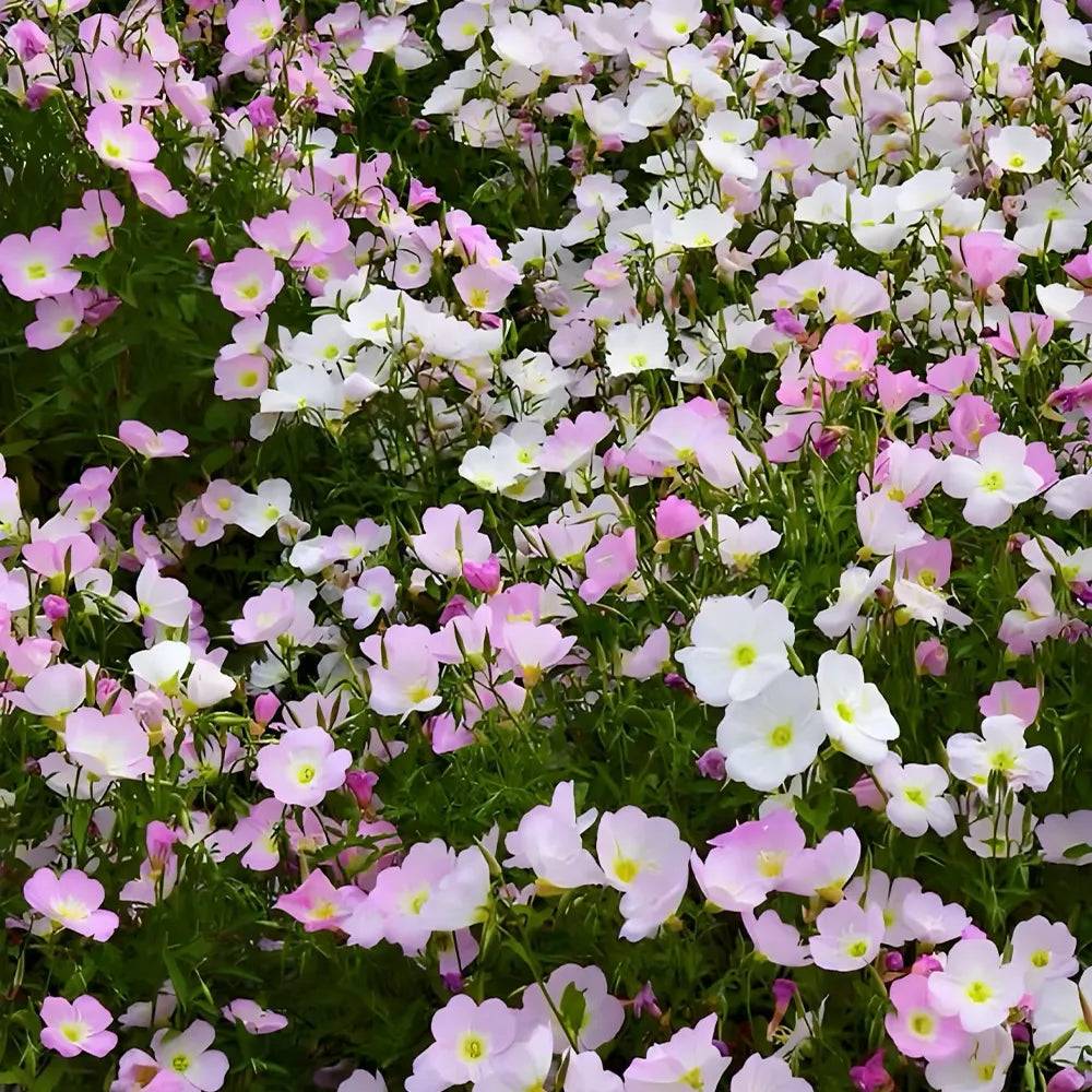 Pink Oenothera Seeds