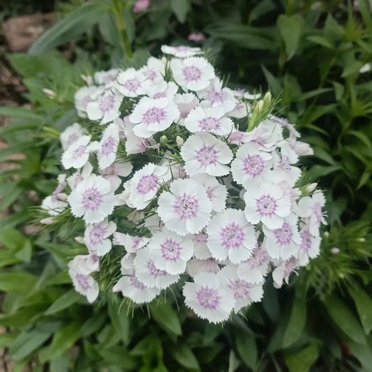 Hydrangea Series Dianthus Seeds
