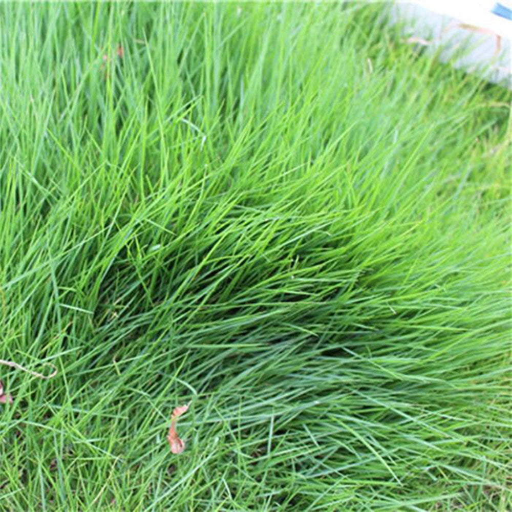Red Fescue Seeds