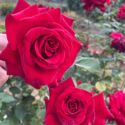 Carola Rose Seeds