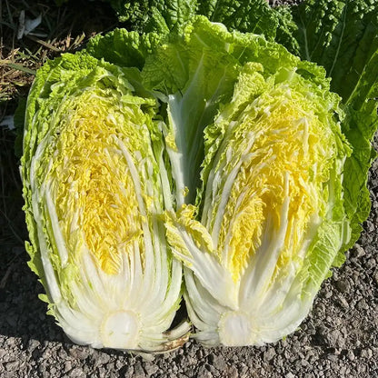 Chinese Cabbage Seeds