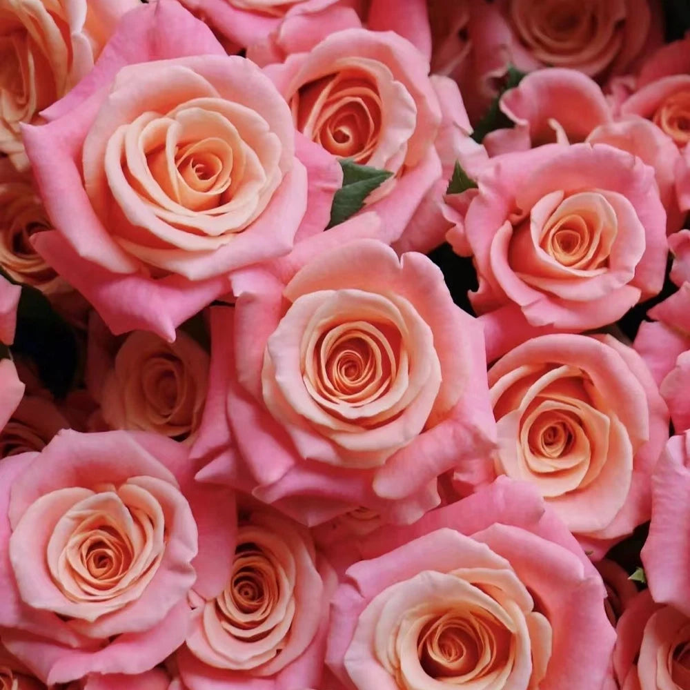 Miss Piggy Rose Seeds