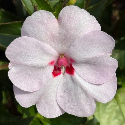 White Impatiens  Seeds