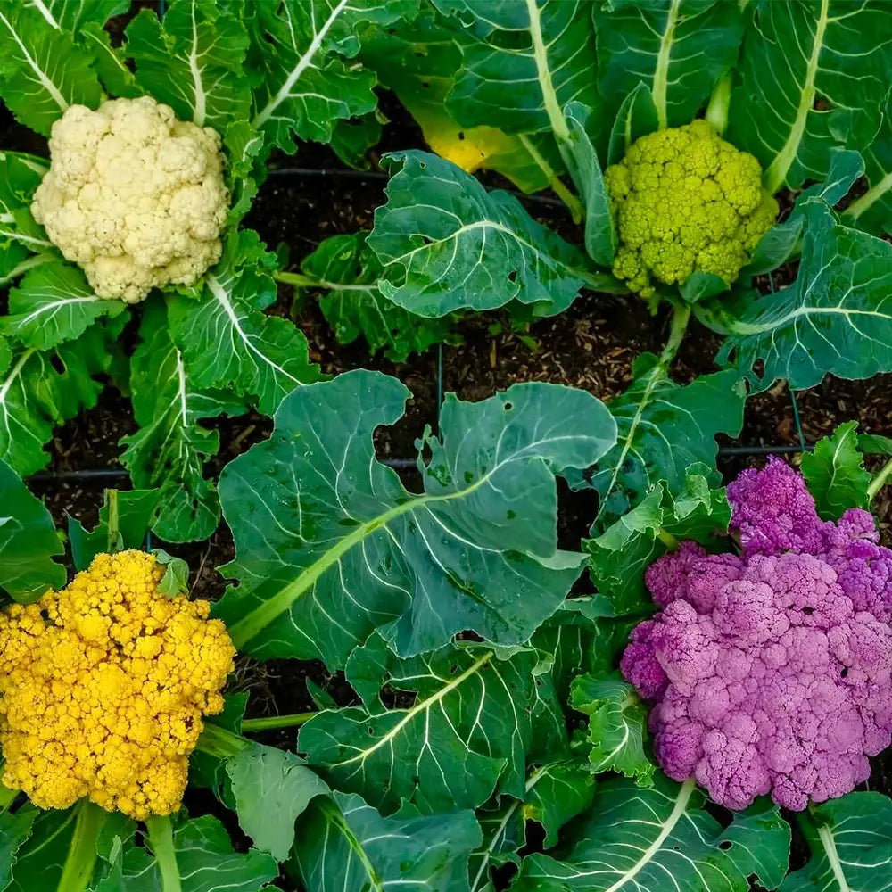 Rainbow Cauliflower Seeds